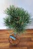 Törzses erdei fenyő - Pinus Sylvestris "Watereri"