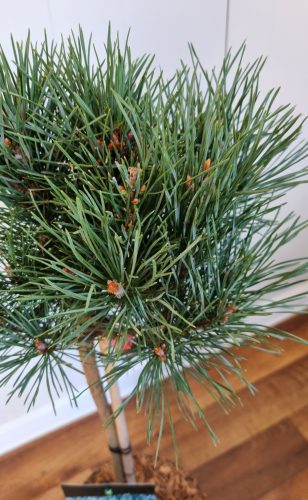 Törzses erdei fenyő - Pinus Sylvestris "Watereri"