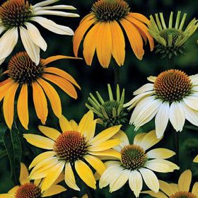   Krémszín virágú Kasvirág - Echinacea Purpurea "Mellow Yellows"