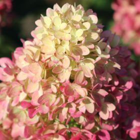  Bugás Hortenzia - Hydrangea Paniculata "Pinklight"