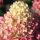 Bugás Hortenzia - Pinklight - Hydrangea Paniculata