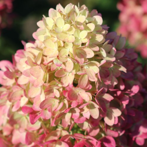 Bugás Hortenzia - Pinklight - Hydrangea Paniculata