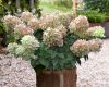 Bugás Hortenzia - Pinklight - Hydrangea Paniculata