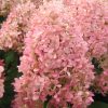 Bugás Hortenzia - Pinklight - Hydrangea Paniculata