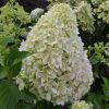 Bugás Hortenzia - Pinklight - Hydrangea Paniculata