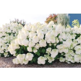   Bugás Hortenzia- Hydrangea Paniculata "Little Hottie"