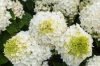 Bugás Hortenzia - Little Hottie - Hydrangea Paniculata