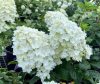 Bugás Hortenzia- Hydrangea Paniculata "Little Hottie"