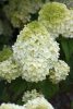 Bugás Hortenzia- Hydrangea Paniculata "Little Hottie"