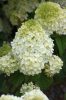Bugás Hortenzia - Little Hottie - Hydrangea Paniculata