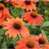 Kasvirág - Echinacea "Lakota Orange"