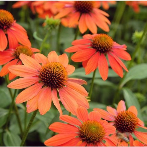 Kasvirág - Echinacea "Lakota Orange"