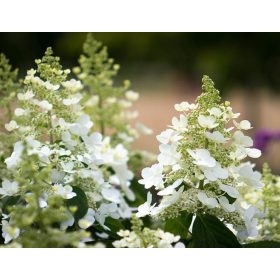 Bugás Hortenzia - Tardiva - Hydrangea Paniculata