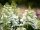 Bugás Hortenzia - Tardiva - Hydrangea Paniculata