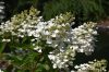 Bugás Hortenzia - Tardiva - Hydrangea Paniculata