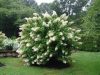 Bugás Hortenzia - Unique - Hydrangea Paniculata