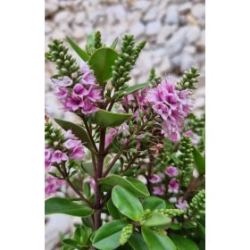   Örökzöld veronika cserje - Rózsaszín - Hebe 'All Blooms'