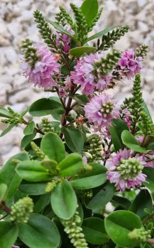 Örökzöld veronika cserje - Rózsaszín - Hebe 'All Blooms'