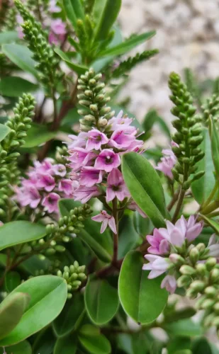 Örökzöld veronika cserje - Rózsaszín - Hebe 'All Blooms'
