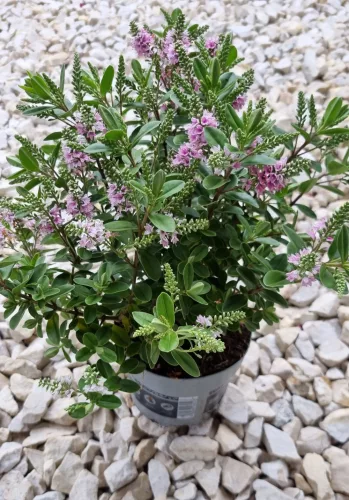Örökzöld veronika cserje - Rózsaszín - Hebe 'All Blooms'