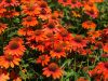 Kasvirág - Echinacea "Lakota Orange"