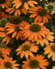 Kasvirág - Echinacea "Lakota Orange"