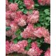 Bugás Hortenzia - Ruby - Hydrangea Paniculata