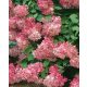 Bugás Hortenzia - Ruby - Hydrangea Paniculata