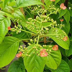   Kúszó hortenzia - Hydrangea anomala glabra "Crug Coral"
