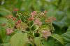 Kúszó hortenzia - Hydrangea anomala glabra "Crug Coral"