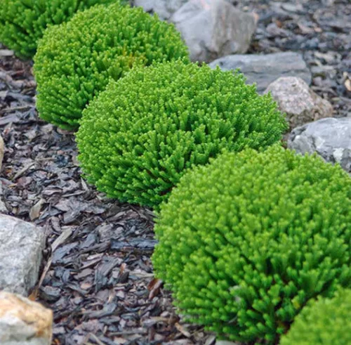 Örökzöld veronika cserje - Hebe 'Emerald Green'