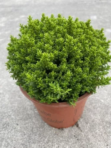 Örökzöld veronika cserje - Hebe 'Emerald Green'