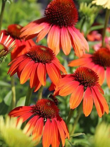 Kasvirág - Echinacea "Cheyenne Spirit"