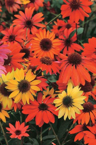 Kasvirág - Echinacea "Cheyenne Spirit"