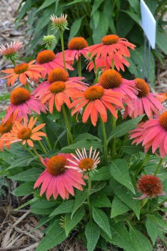Kasvirág - Echinacea "Cheyenne Spirit"