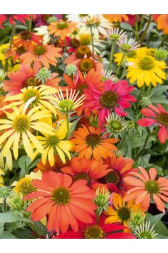 Kasvirág - Echinacea "Cheyenne Spirit"