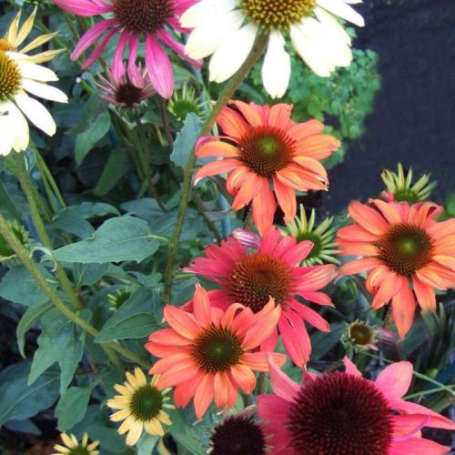 Kasvirág - Echinacea "Cheyenne Spirit"