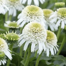 Kasvirág - Echinacea "White Duble Delight"