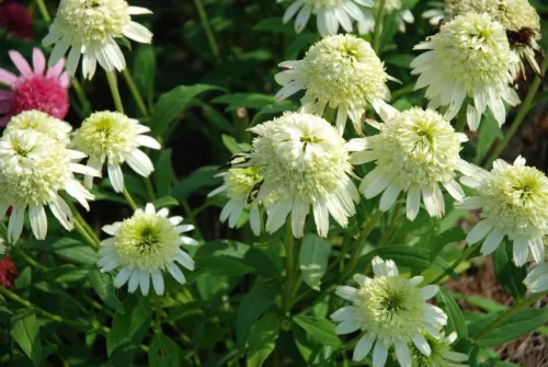 Kasvirág - Echinacea "White Duble Delight"