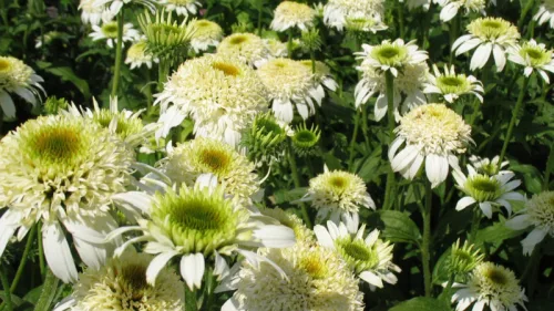 Kasvirág - Echinacea "White Duble Delight"