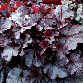 Tűzeső - Heuchera " Exposure Black "