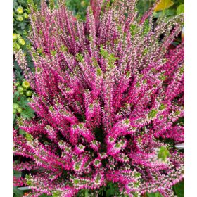 Csarab - Calluna Vulgaris - pink
