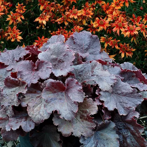 Tűzeső - Heuchera " Exposure Black "
