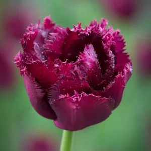 Rojtos szírmú tulipán - Tulip "Gorilla"