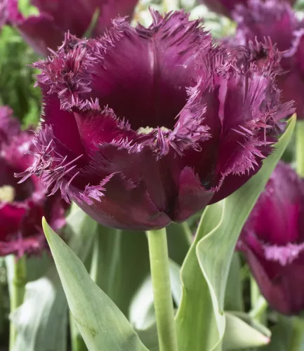 Rojtos szírmú tulipán - Tulip "Gorilla"
