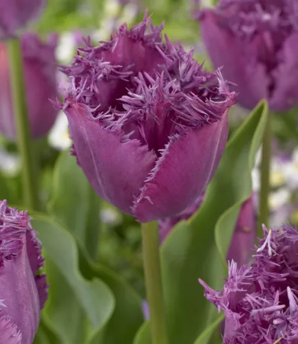 Rojtos szírmú tulipán - Tulip "Gorilla"