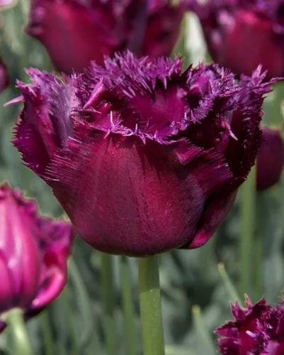 Rojtos szírmú tulipán - Tulip "Gorilla"