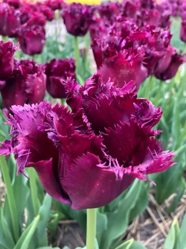 Rojtos szírmú tulipán - Tulip "Gorilla"