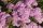 Cickafark - Achillea Millefolium " Appleblossom"