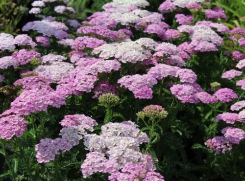 Cickafark - Achillea Millefolium " Appleblossom"